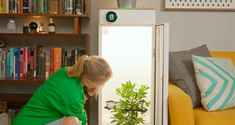 Benefits of Indoor Gardening with Hey Abby Grow Box