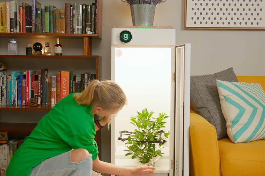 Benefits of Indoor Gardening with Hey Abby Grow Box